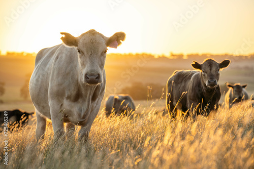 beautiful cattle in Australia  eating grass, grazing on pasture. Herd of cows free range beef being regenerative raised on an agricultural farm. Sustainable farming of food crops. Cow in field  © Phoebe