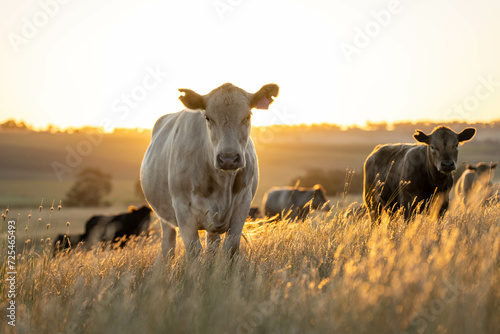 beautiful cattle in Australia  eating grass, grazing on pasture. Herd of cows free range beef being regenerative raised on an agricultural farm. Sustainable farming of food crops. Cow in field  photo