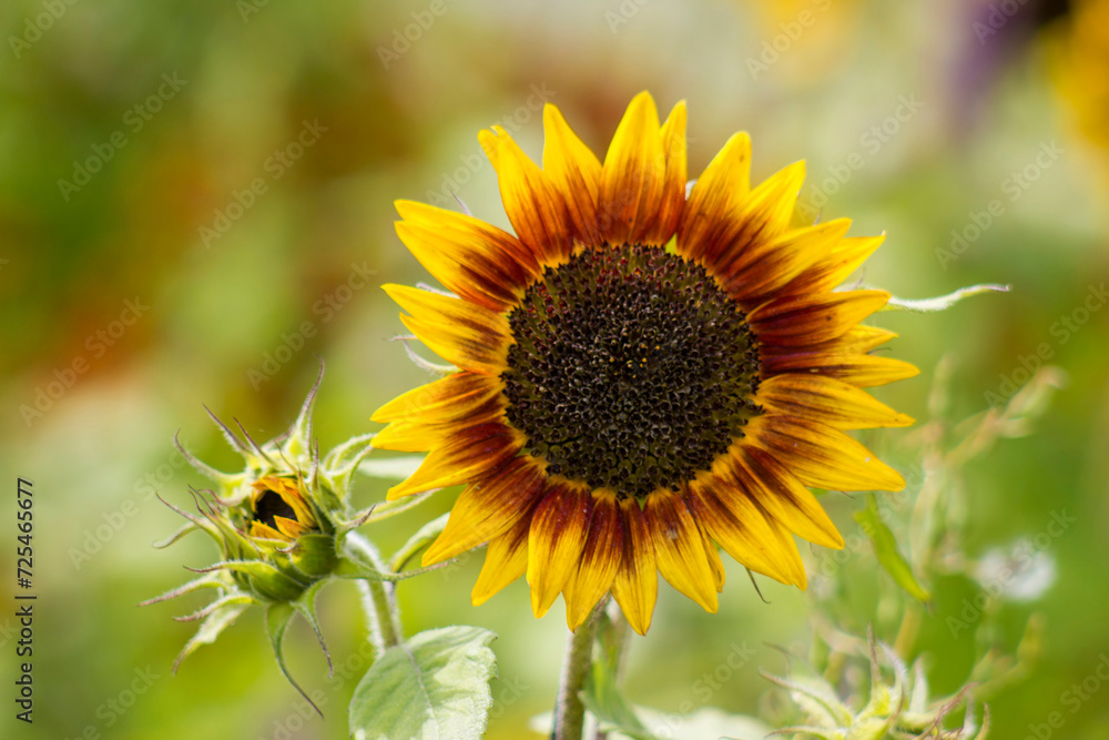 sunflowers in the garden (Helianthus)