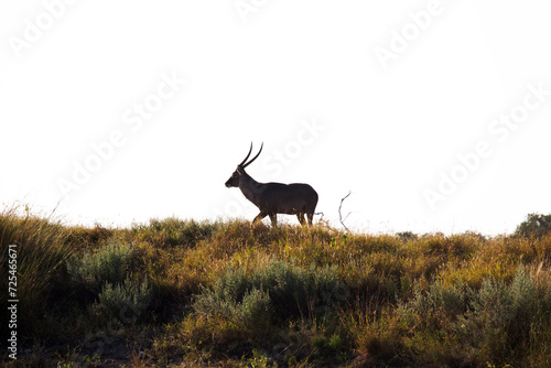 Silhouette of a Waterbuck (Kobus ellipsiprymnus) walking in bush, Kruger National Park, South Africa photo