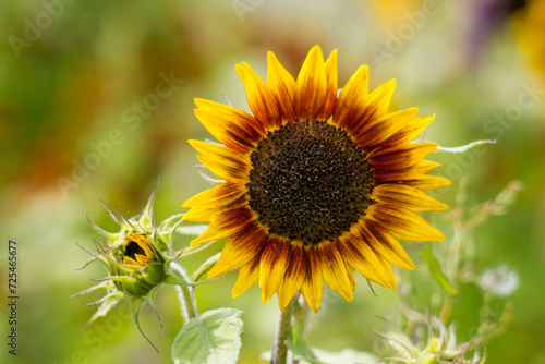 Obraz na płótnie sunflowers in the garden (Helianthus) w salonie