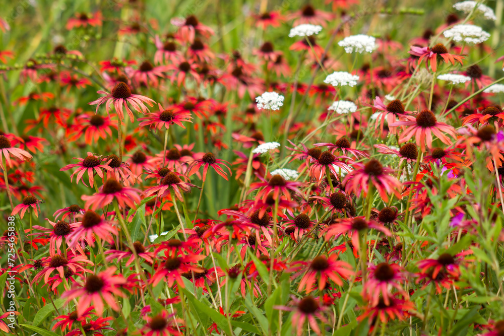 echinacea - coneflowers in the garden echinacea - coneflowers in the garden