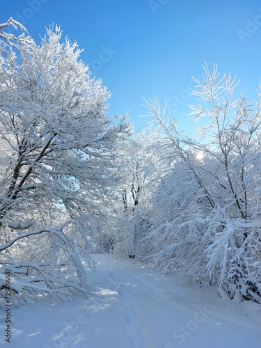 snow covered trees