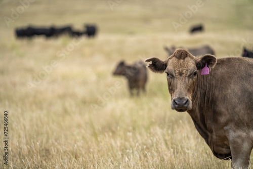 Fototapeta Naklejka Na Ścianę i Meble -  beautiful cattle in Australia  eating grass, grazing on pasture. Herd of cows free range beef being regenerative raised on an agricultural farm. Sustainable farming of food crops. Cow in field 