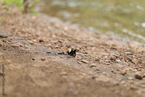 Butterflies enjoying near river