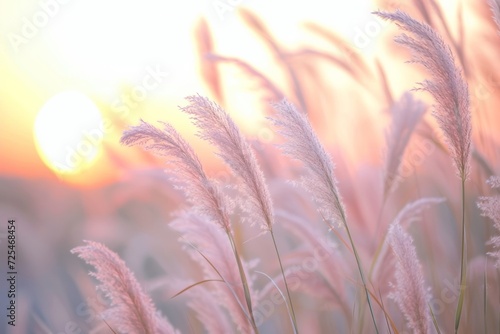 Nature's Silhouette: Fluffy Blades of Grass Against Sunset Sky.