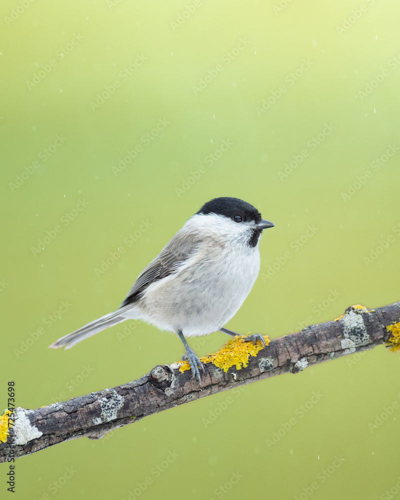 Obraz premium Bird - Marsh Tit ( Poecile palustris ) perched on tree winter time small bird on light background