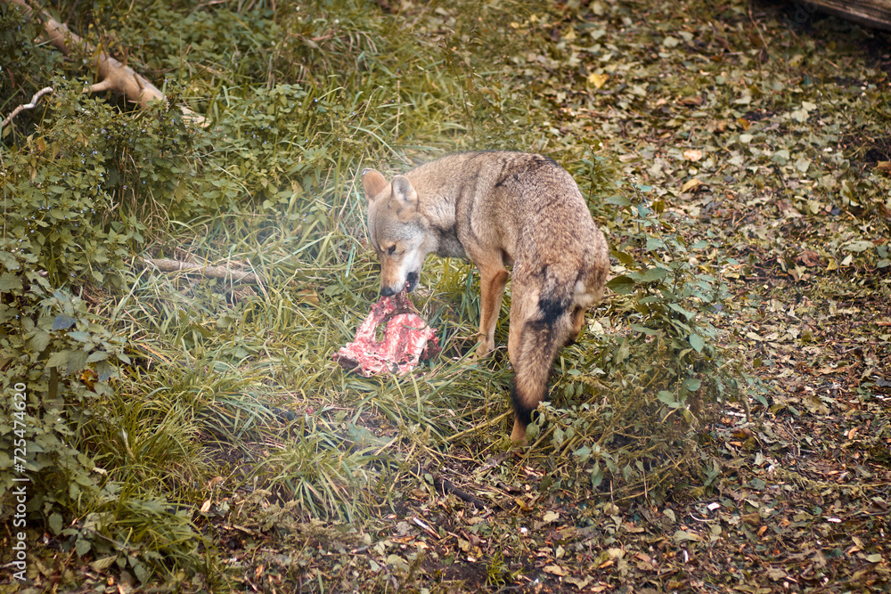 Obraz premium A wolf eats raw meat in the zoo
