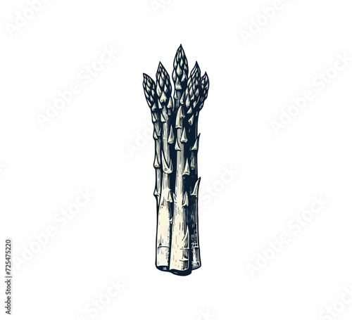 Asparagus Hand drawn Vector graphic asset