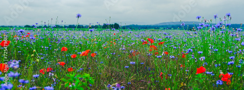 field of spring flowers