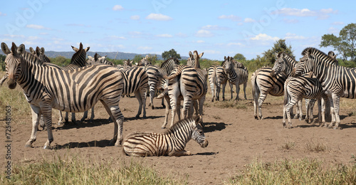 Steppenzebra   Burchell s zebra   Equus quagga burchellii.