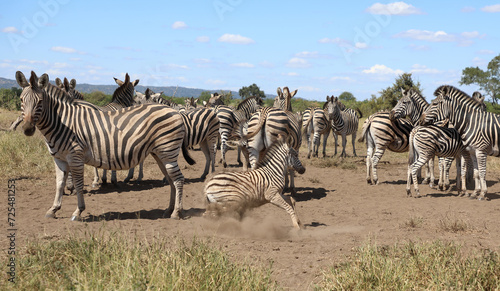 Steppenzebra   Burchell s zebra   Equus quagga burchellii.