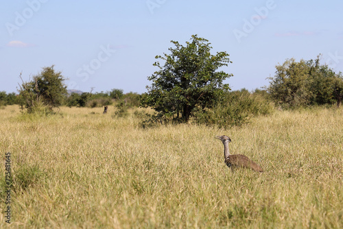 Riesentrappe / Kori bustard / Andreotis kori. photo