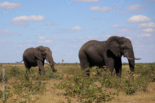 Afrikanischer Elefant   African elephant   Loxodonta africana