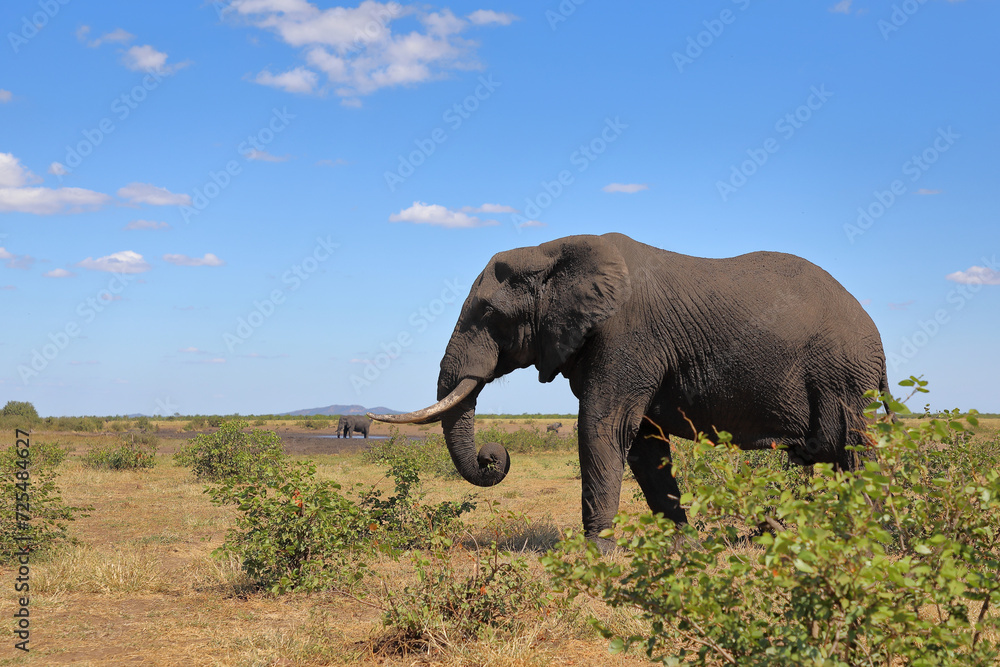 Fototapeta premium Afrikanischer Elefant / African elephant / Loxodonta africana