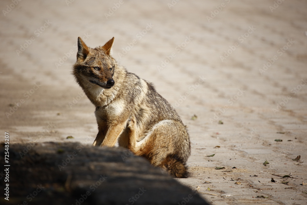 Fototapeta premium Golden jackals in Keoladeo National Park India