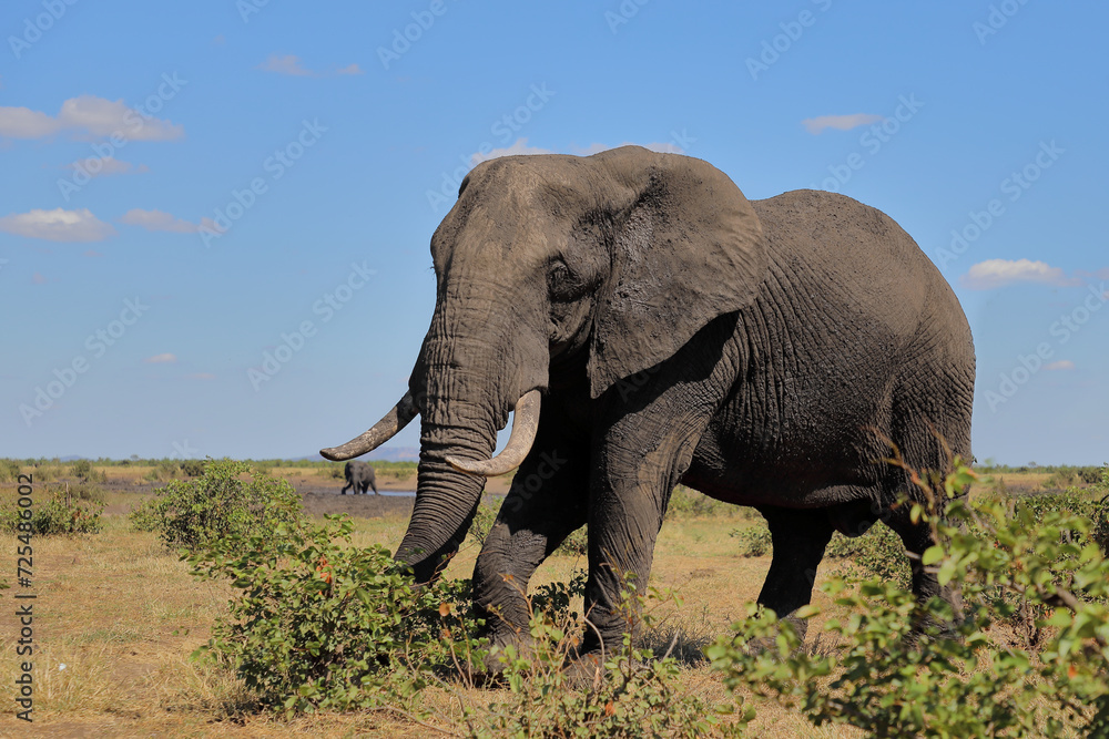 Afrikanischer Elefant / African elephant / Loxodonta africana