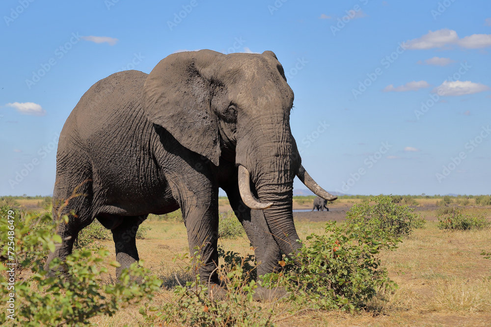 Obraz premium Afrikanischer Elefant / African elephant / Loxodonta africana