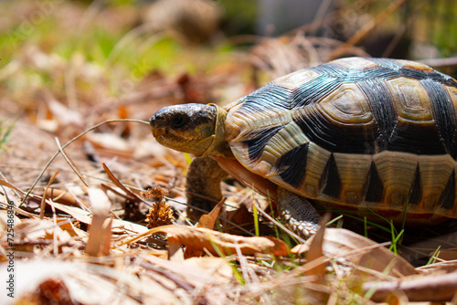 Tortoise on the ground