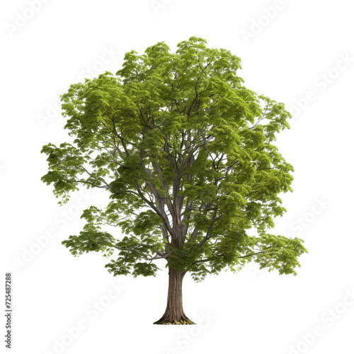 Shagbark huckory tree clip art photo