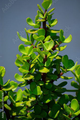 green leaves against blue sky