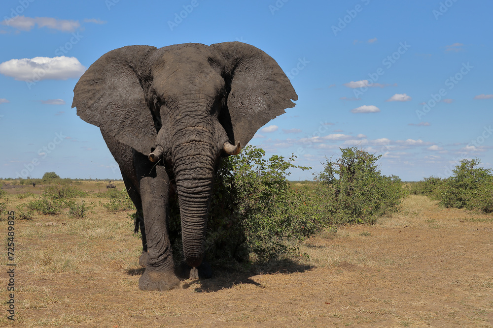 Obraz premium Afrikanischer Elefant / African elephant / Loxodonta africana