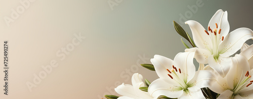 soft focus Branch of white lilies flowers. Mourning or funeral background, white flowers