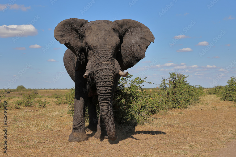 Obraz premium Afrikanischer Elefant / African elephant / Loxodonta africana