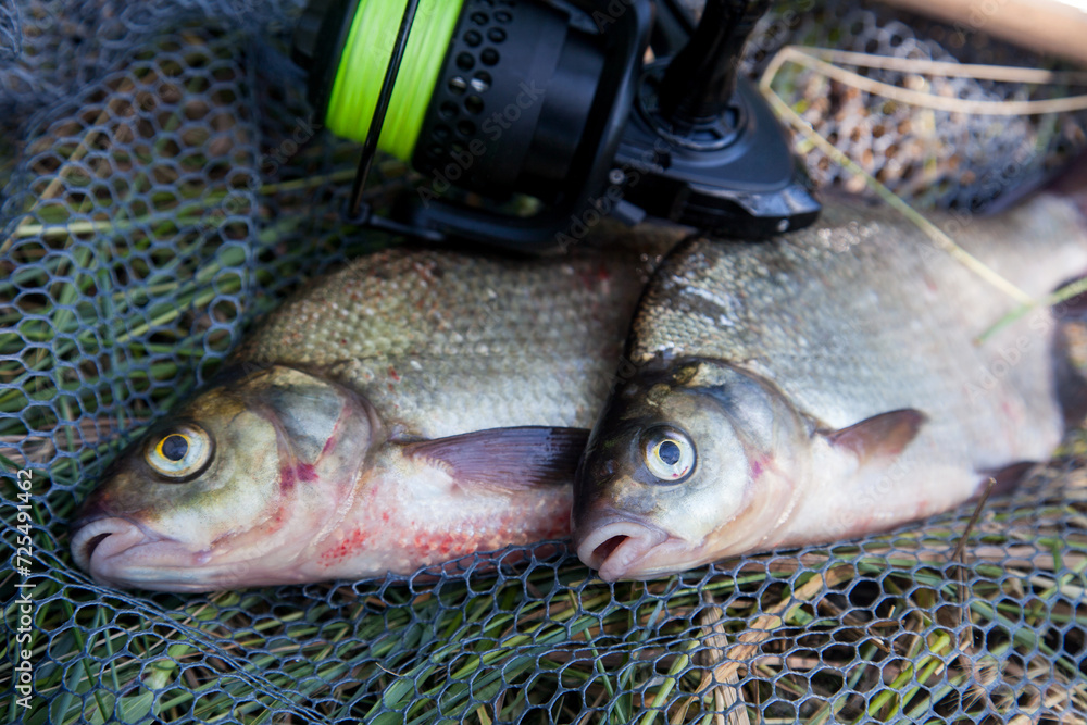Two big freshwater common bream commonly known as Abramis Brama and fishing rod with reel on black fishing net..