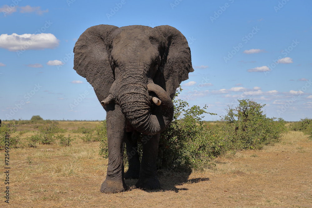 Fototapeta premium Afrikanischer Elefant / African elephant / Loxodonta africana
