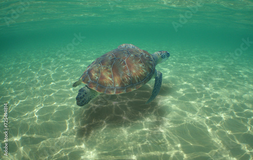 Fototapeta Naklejka Na Ścianę i Meble -  green sea turtle swimming on a reef on the island of Curacao