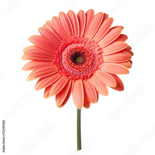 Beautiful gerbera flower isolated on white.