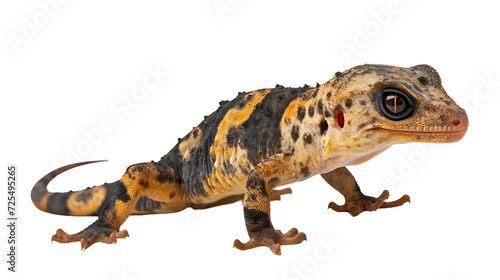 Close-Up of a Gecko on a White Background