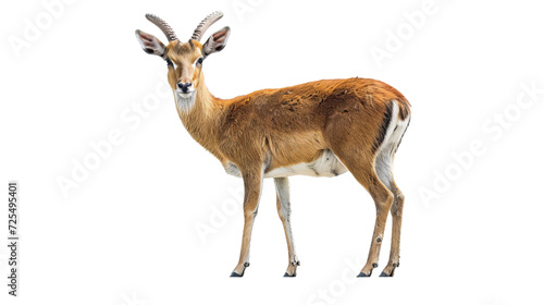 Antelope Standing on White Background