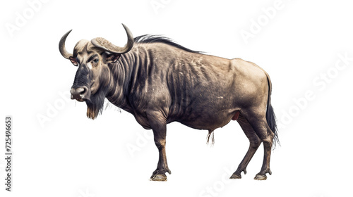 Majestic Bull Standing on White Floor