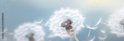 white dandelion on a white background,The simplicity and purity of the ethereal and tranquil essence of this charming botanical condolence, grieving card, loss, funerals, support photo