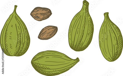 Cardamom aromatic food spice plant engraved vector sketch hand drawn ink fresh and dried green fruit pods cardamom. Eastern traditional medicine, Ayurveda, harvest seeds cardamoms, Indian ingredient