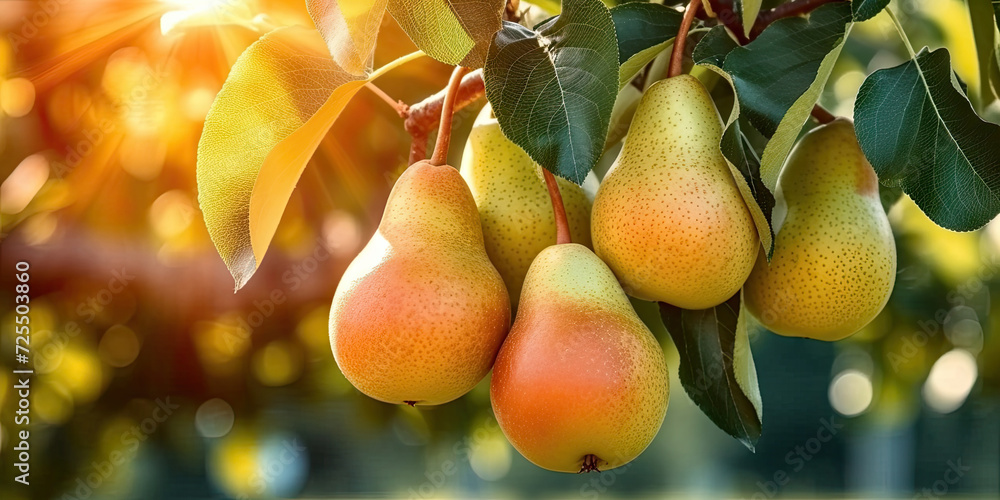 fresh pears growing on a tree in the garden. The scene exudes the essence of nature's abundance, showcasing the vibrant and fresh produce of a fruitful harvest season.
fresh pears growing on a tree in the garden. The scene exudes the essence of nature's abundance, showcasing the vibrant and fresh produce of a fruitful harvest season.