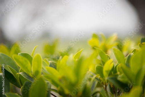 Close-up shot of green blurred treetops feel the nature warm and bright Use it as a background image to decorate.