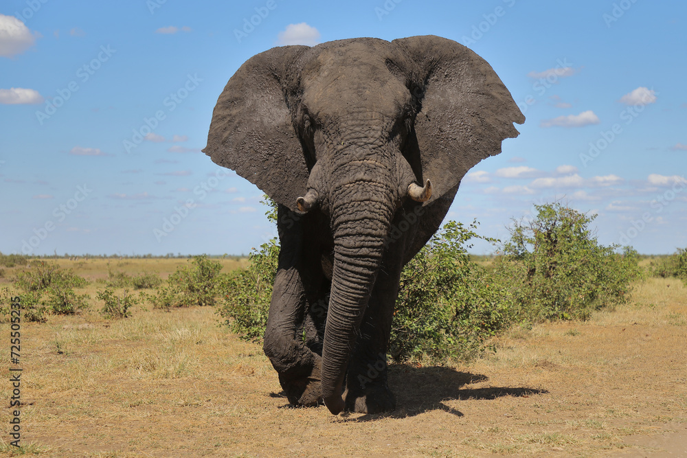 Obraz premium Afrikanischer Elefant / African elephant / Loxodonta africana