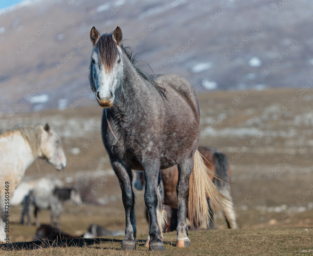 Obraz premium Wild horses from the mountains of Livno, Bosnia