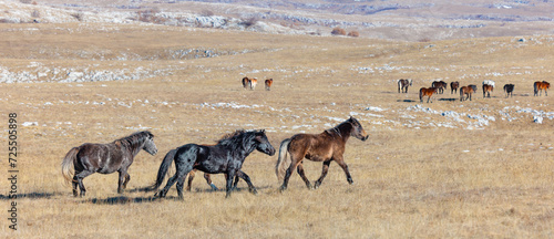 Wild horses from the mountains of Livno, Bosnia photo