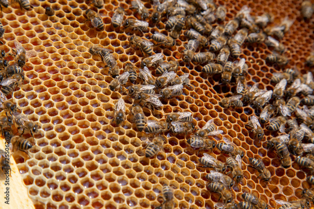Working bee on the honeycomb with sweet honey.. Working bee on the honeycomb with sweet honey..