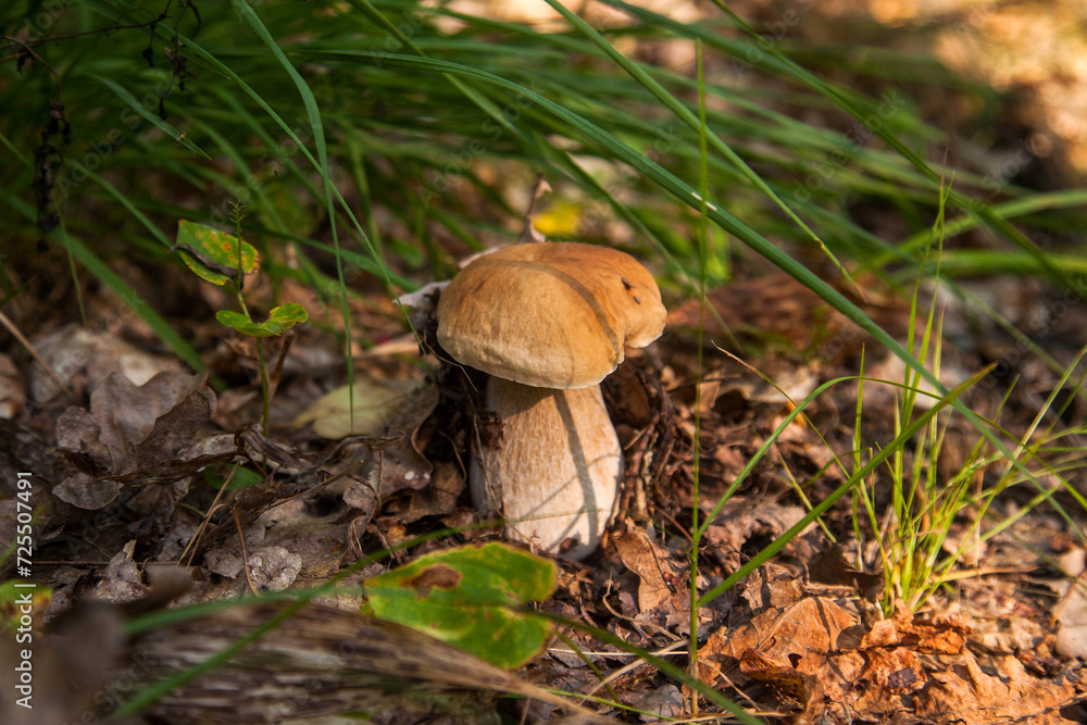Boletus mushroom in the wild. Porcini mushroom grows on the forest floor at autumn season.. Boletus mushroom in the wild. Porcini mushroom grows on the forest floor at autumn season..