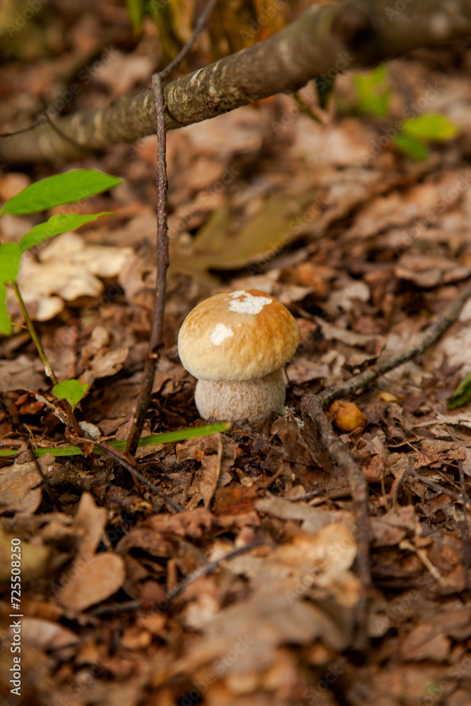 Single Boletus mushroom in the wild. Porcini mushroom grows on the forest floor at autumn season.. Single Boletus mushroom in the wild. Porcini mushroom grows on the forest floor at autumn season..