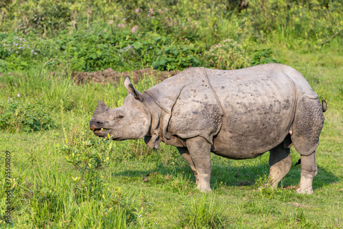 Great indian rhinoceros grazing in Kaziranga National Park UNESCO world heritage site  assam  India  Asia