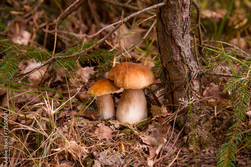 Two porcini mushrooms growing in pine tree forest at autumn season..