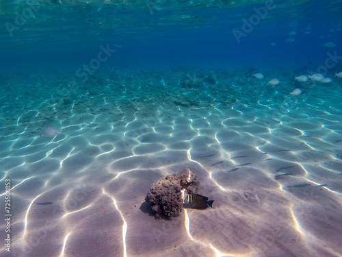 Shoal of Sargos or White Seabream swimming at the coral reef in the Red Sea, Egypt.. photo
