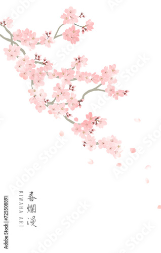 水彩画の桜の花と枝 Sakura branch drawinf in watercolor.