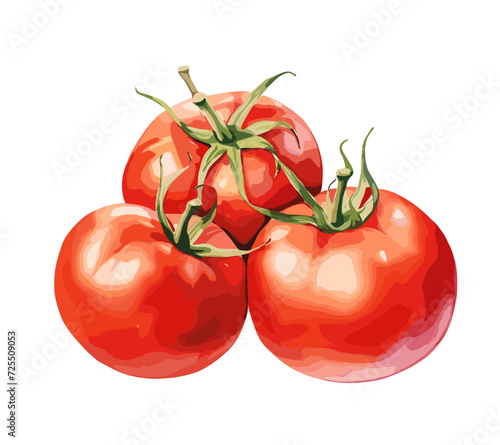 Three fresh and red tomatoes with watercolor on a white background.